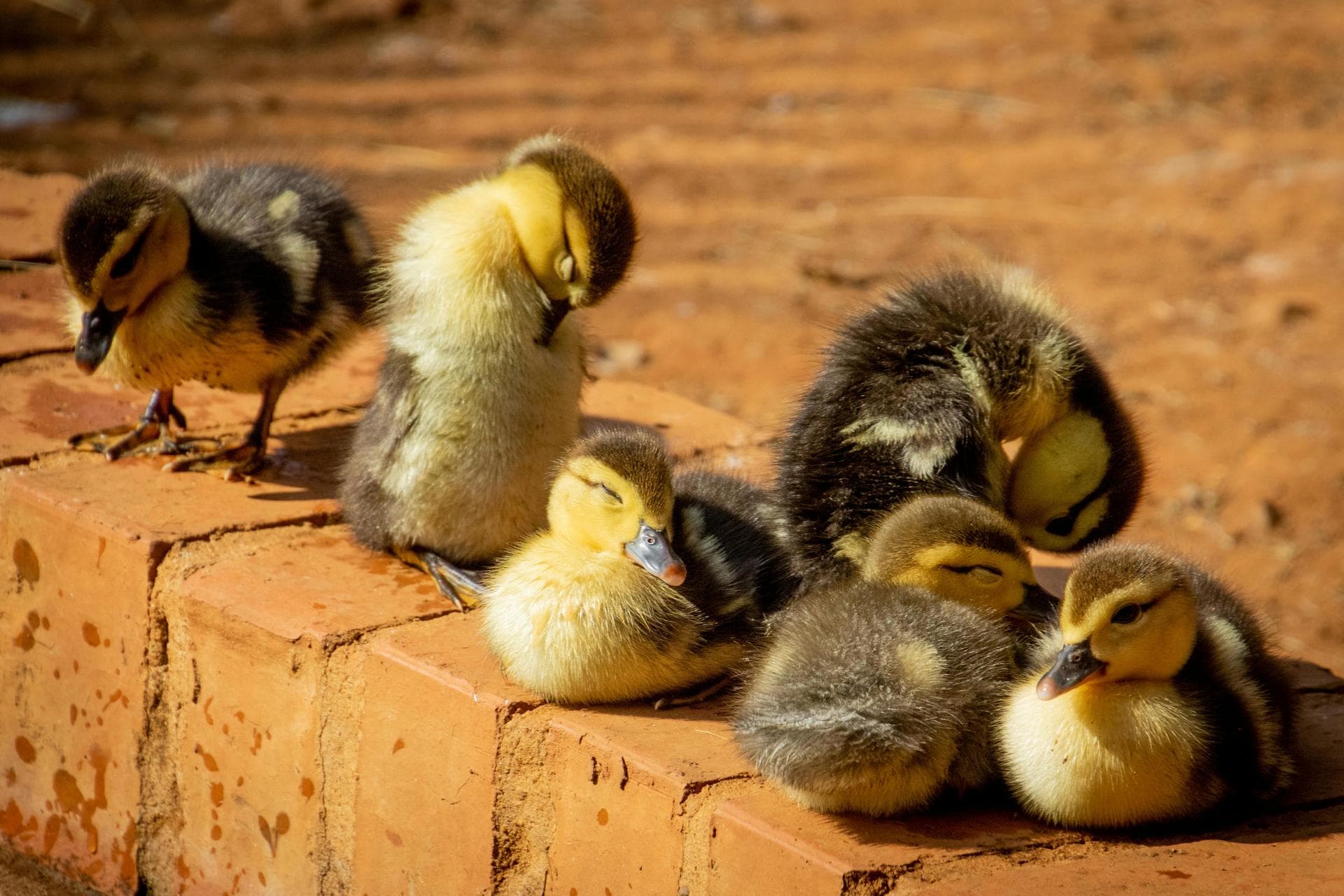 Ducklings sitting on wall